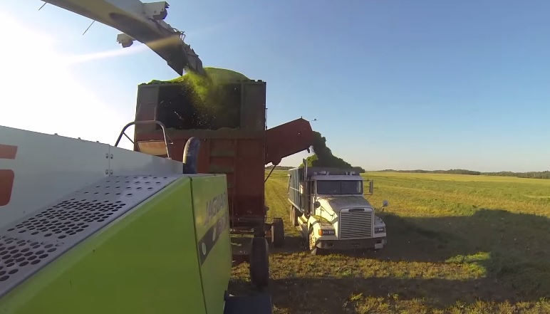 Alfalfa Silage Dairy Farming In Canada