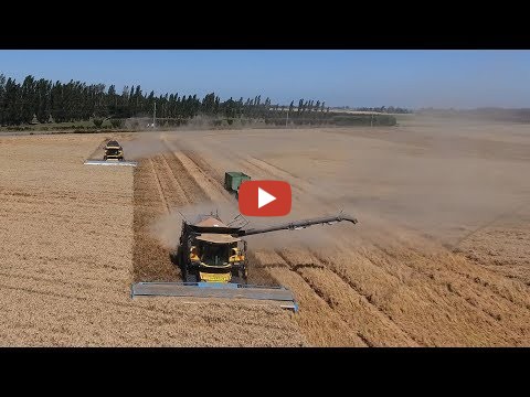 Harvesting Wheat With A New Holland Cr And A Cx With M