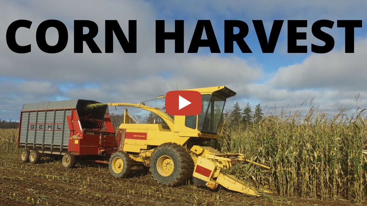 Mac Farms Our First Time Harvesting Corn Silage In Nova Scotia Canada