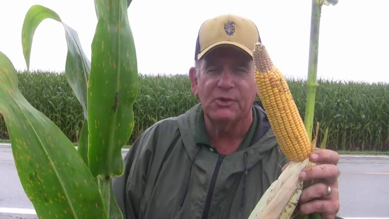 Corn harvest in Ohio will happen sooner than later Ohio Ag Net