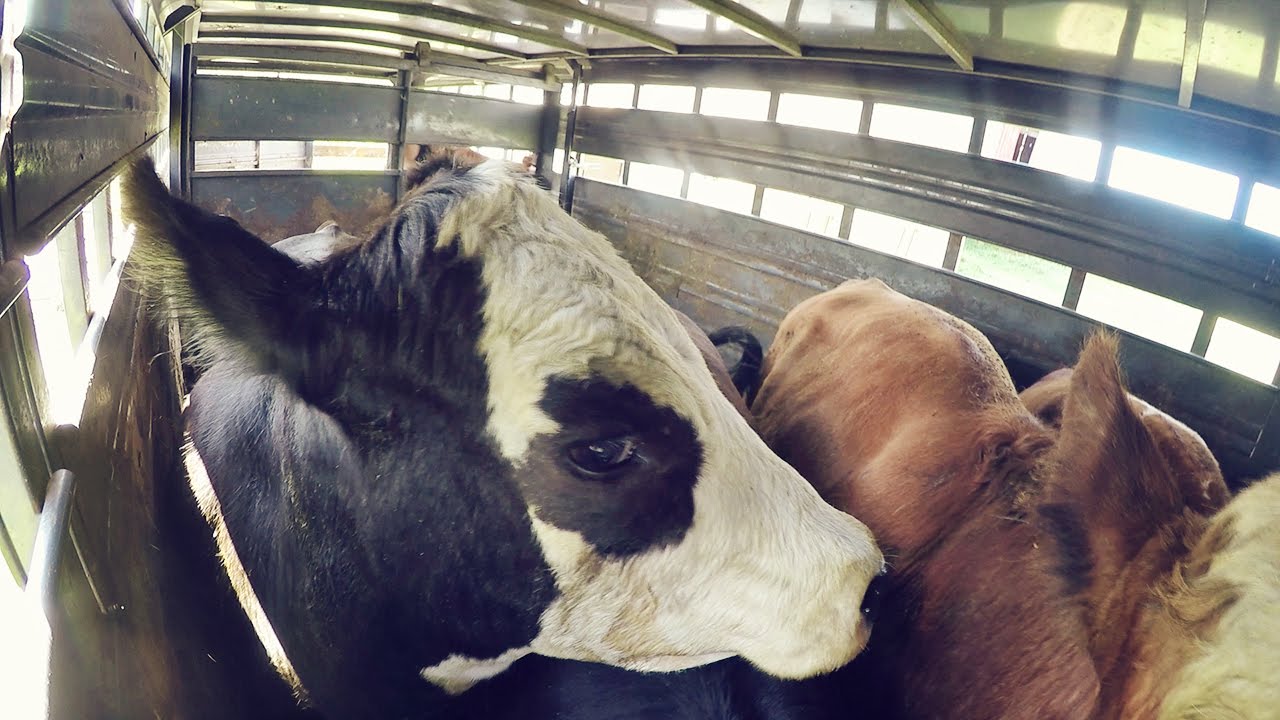 Selling Steers at the Sales Barn How Farms Work