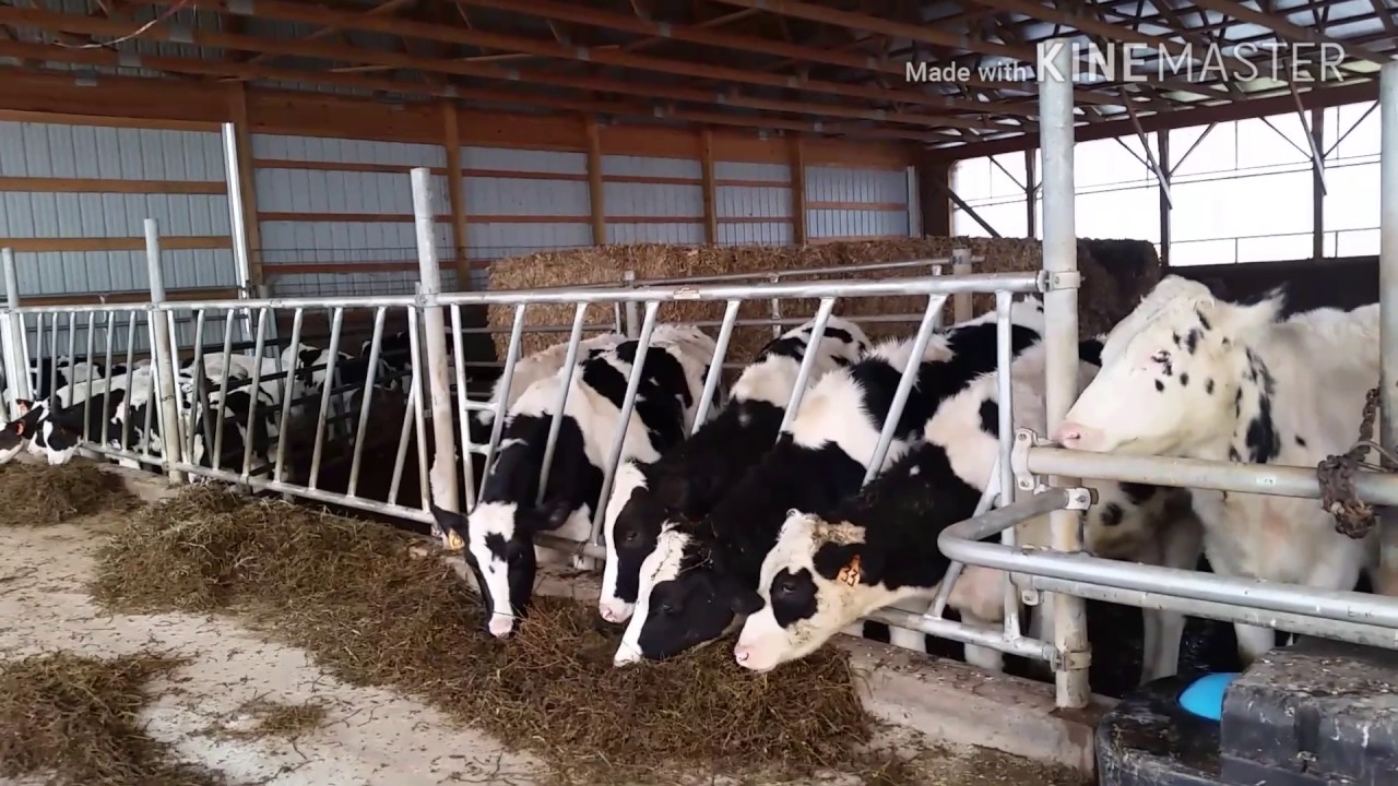 Update on our feeder calves and feed plan. The Farming Life
