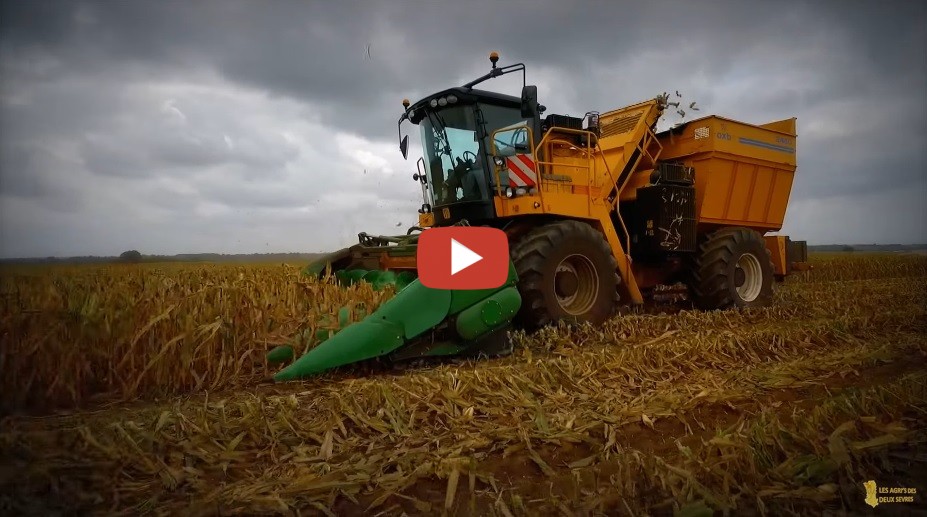 Corn Harvest With Oxbo International Corn Picker