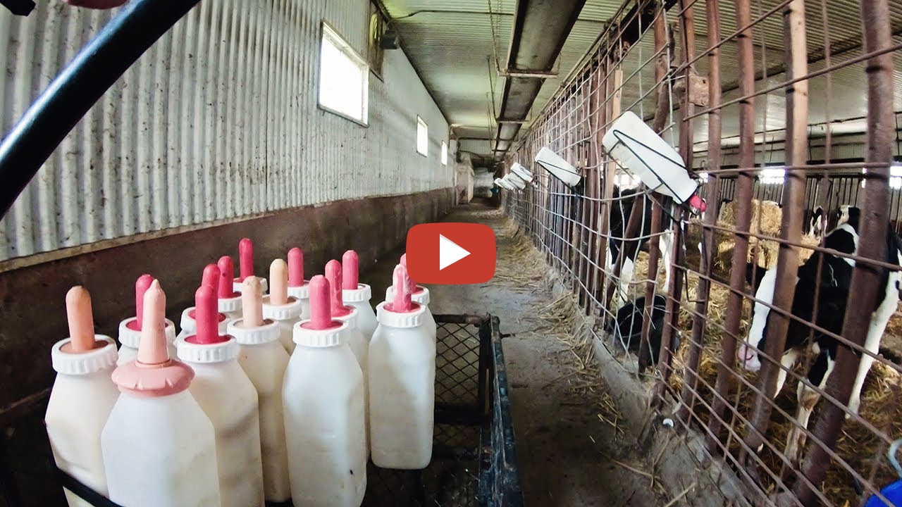 I feed the bottle calves! How Farms Work