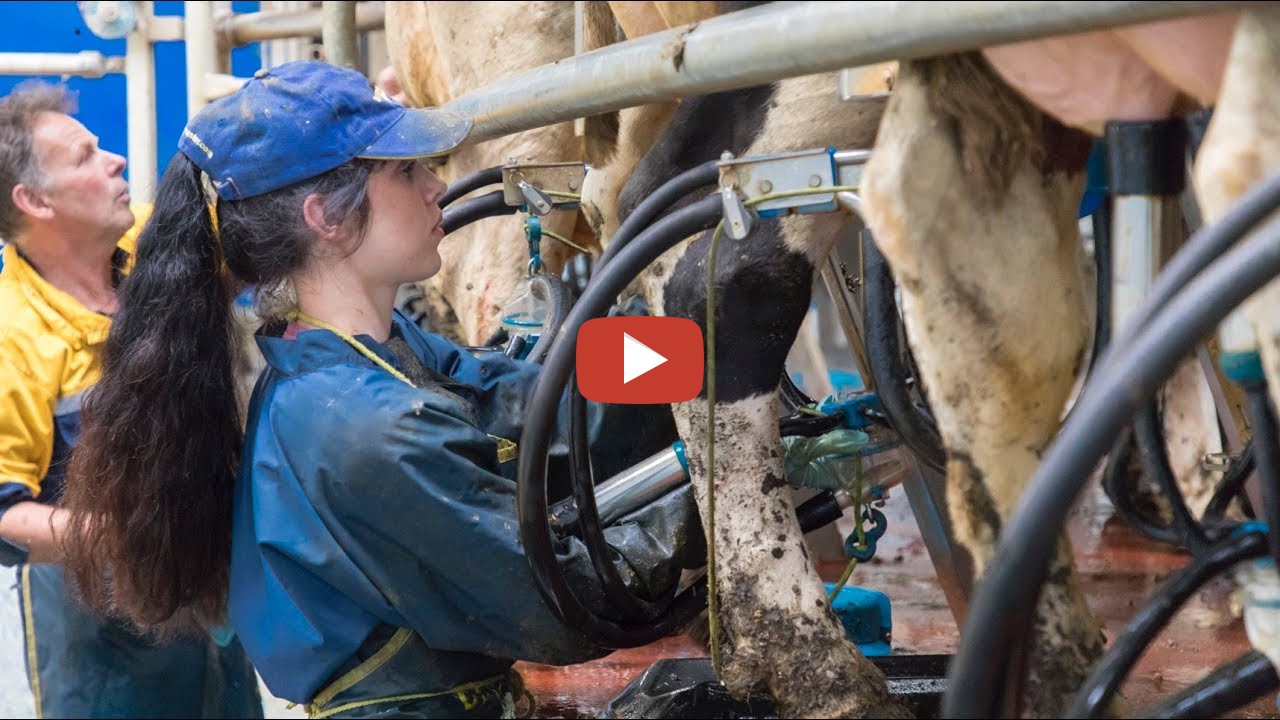 "We've never had to use a kick bar in this milking parlour!" Milking with Dairymaster More