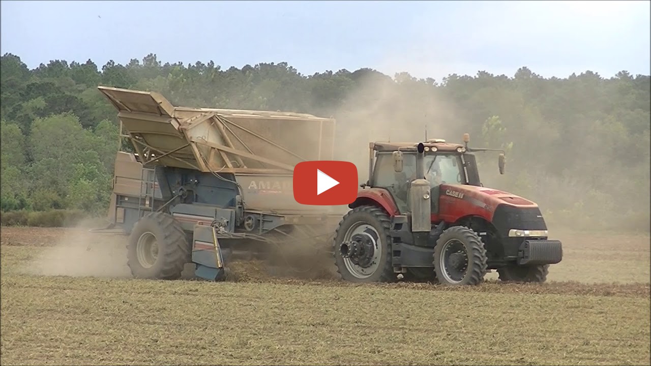 South Farming DAVIS FARMS BEGINS THEIR 2018 PEANUT HARVEST