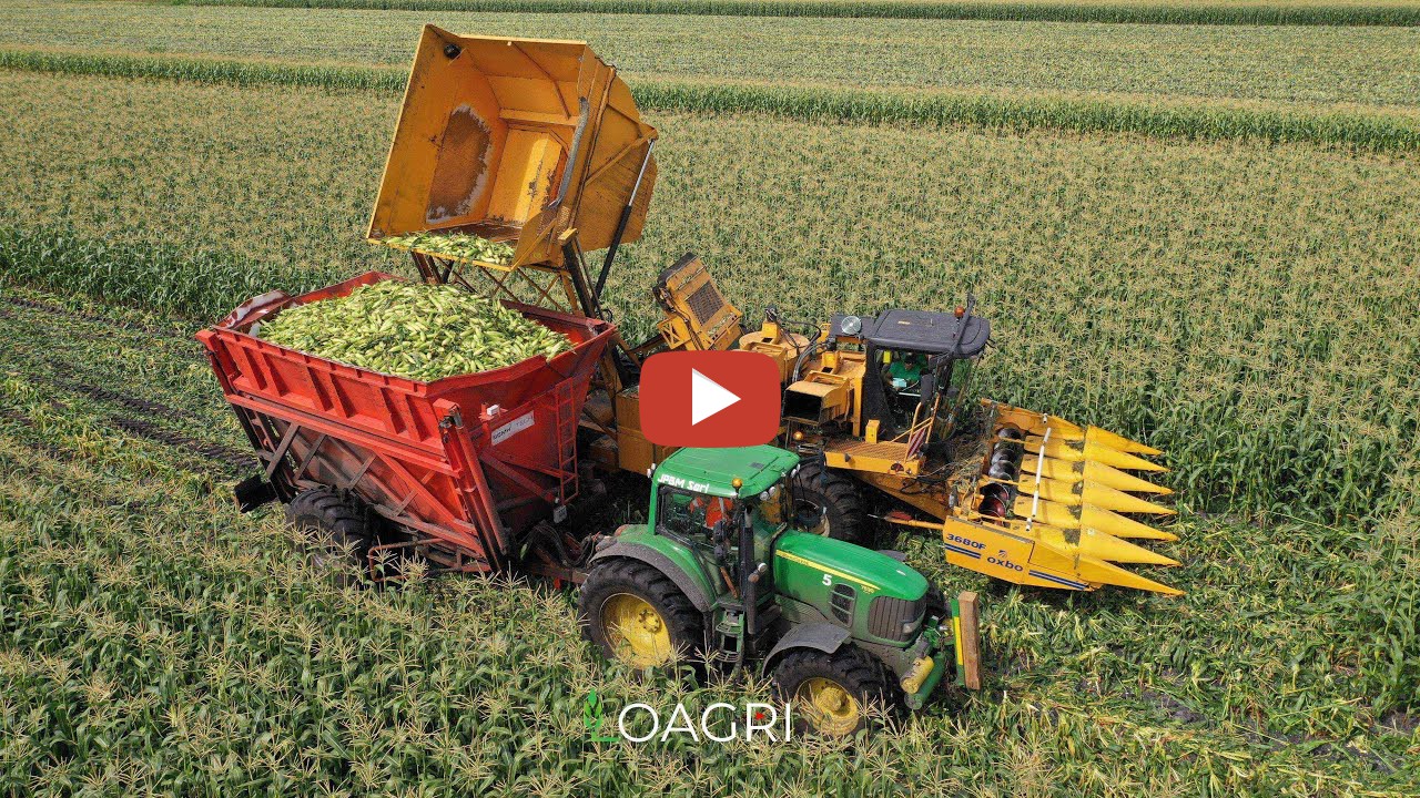 Sweet Corn Harvest in France with a Oxbo corn picker