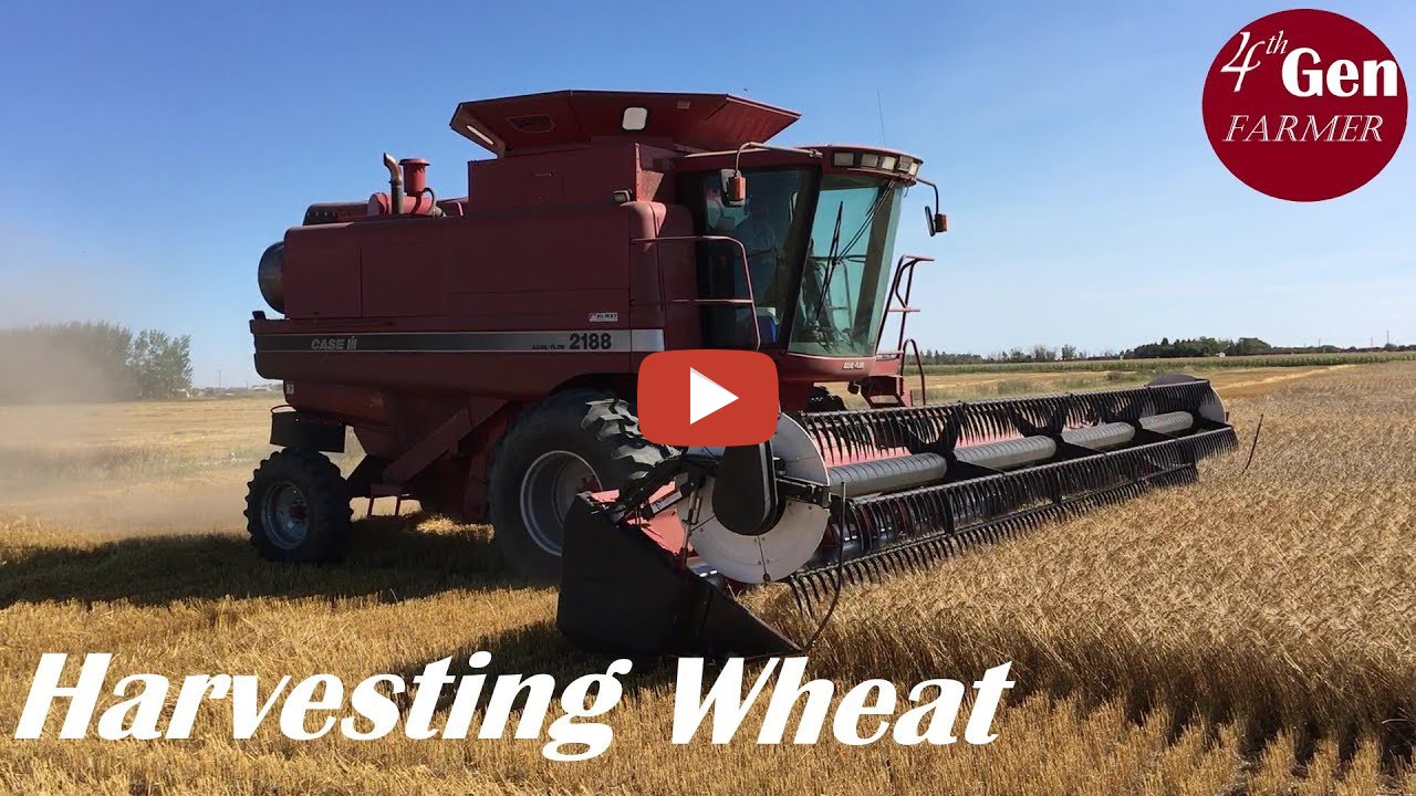 Combining hard red spring wheat with a Case IH 2188 Axial-Flow combine ...