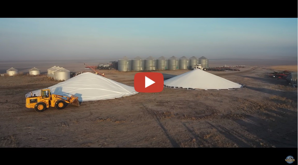 Welker Farms Inc 3 MILLION Pounds in 3 Days! After piling 50,000 bushels of hard red spring