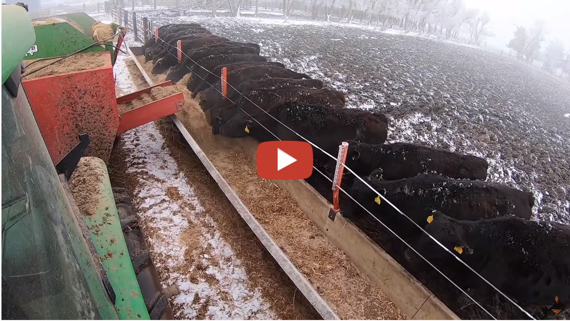 Sonne Farms -- Feeding Cattle in South Dakota 2020 with a John Deere ...