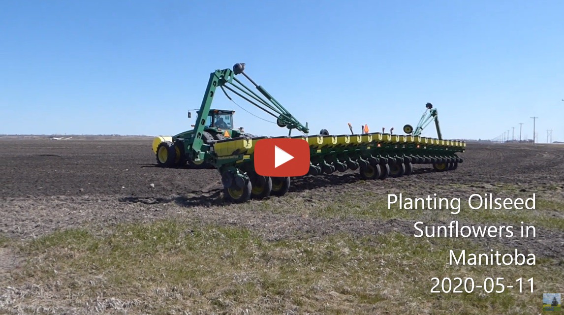 Planting Sunflowers Manitoba 2020 John Deere Model 1770 Planter with