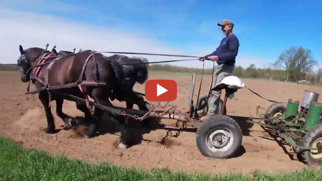 Working Horses With Jim We took our Percheron horses out and planted