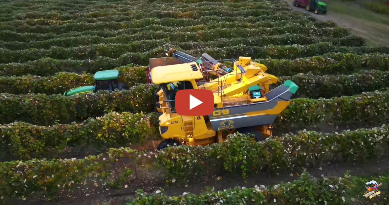 Mike Less Farmhand Mike Harvest Grapes 2020 as I visited a grape