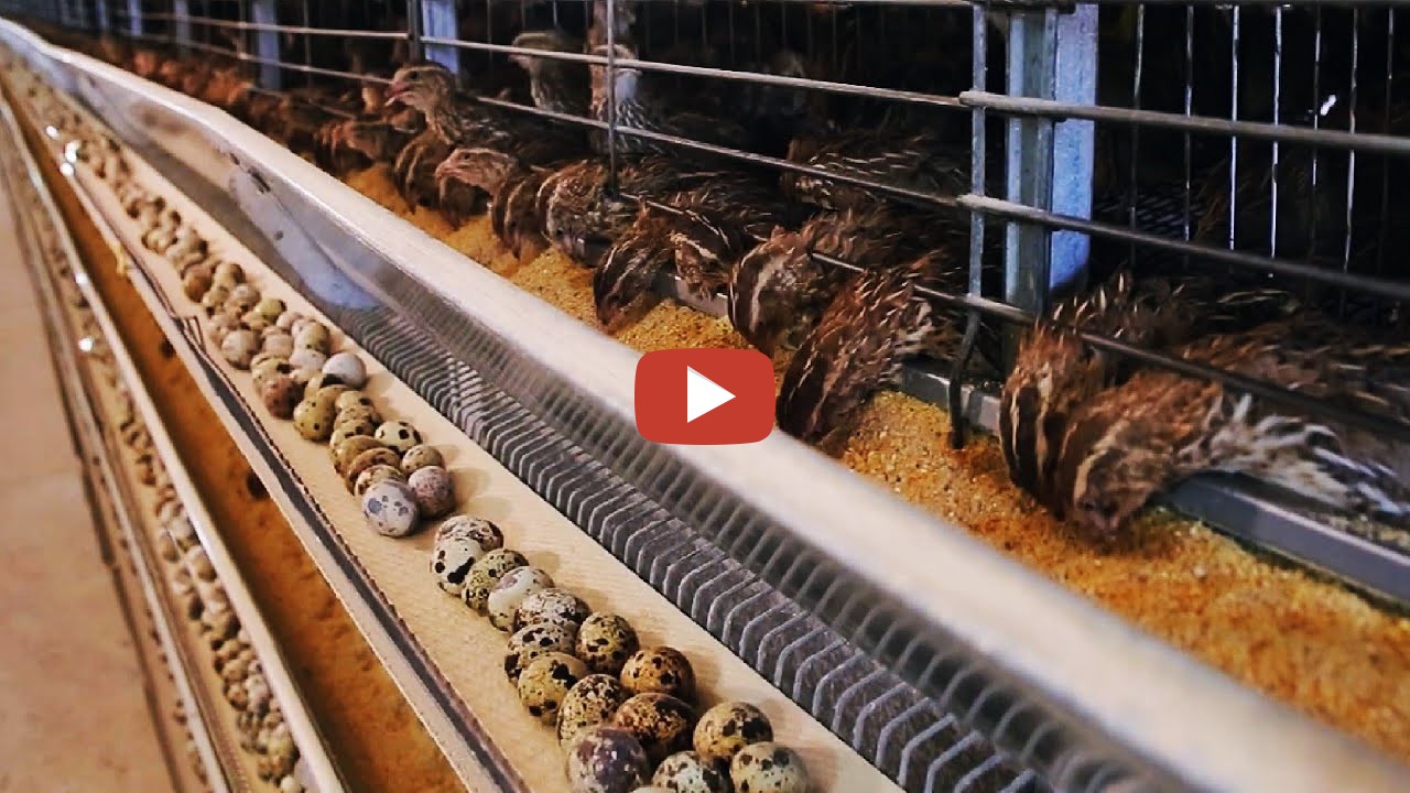 Noal Farm - Raising quail for sustainable eggs and meat is easy. If you