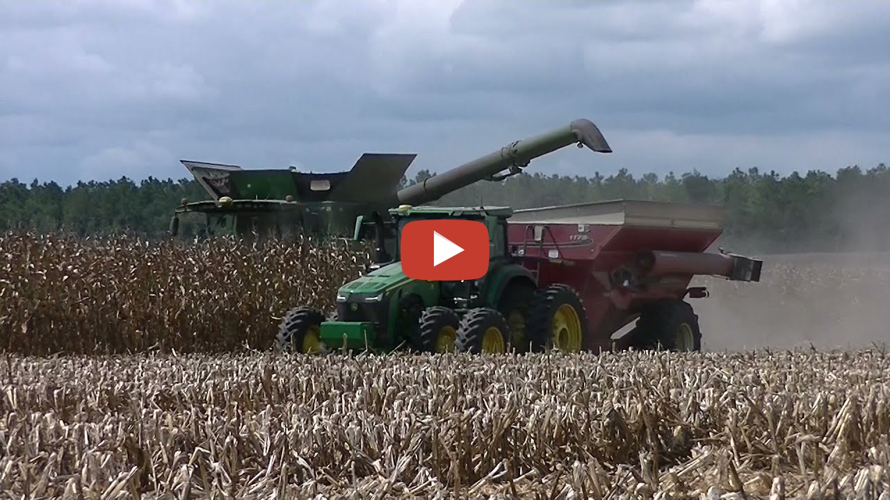 South Farming 2021 Glen Heard Farms harvesting a field of corn
