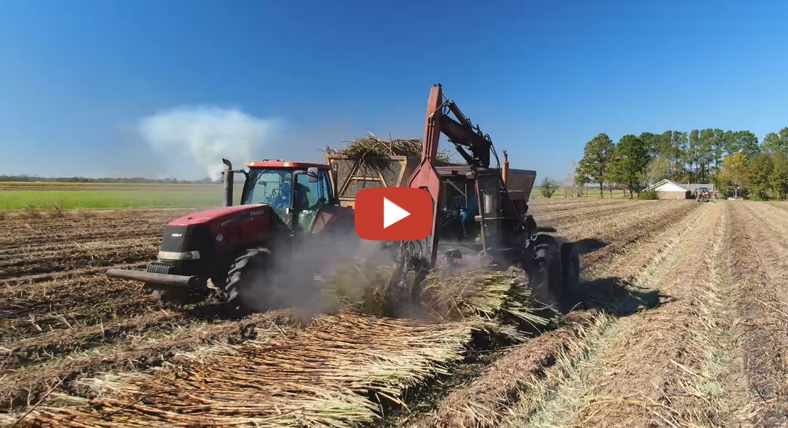 2021 Judice Brothers Farms using two double row cane harvesters to