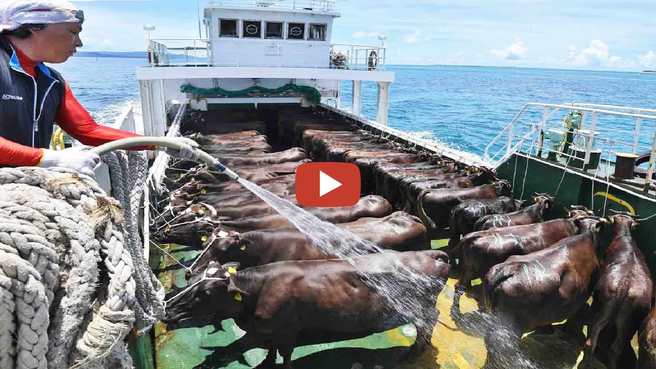 Live cattle export is the commercial transport of livestock across