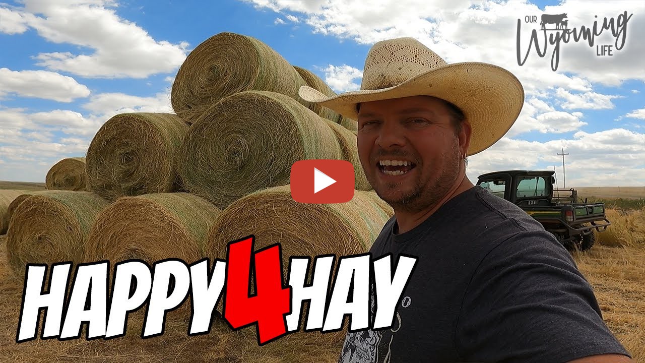 Bringing in the Hay - Moving, Testing and Stacking Hay -The hay is very ...