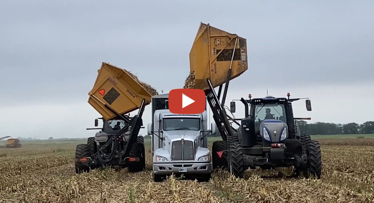 Remington Indiana. 2 Oxbo seed corn harvesters are picking seed corn