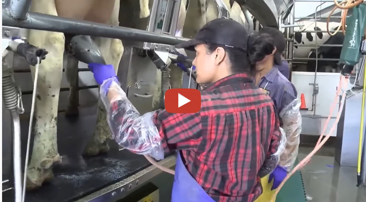 How To Produce 223 Billion Pounds Of Milk In America Dairy Farm In