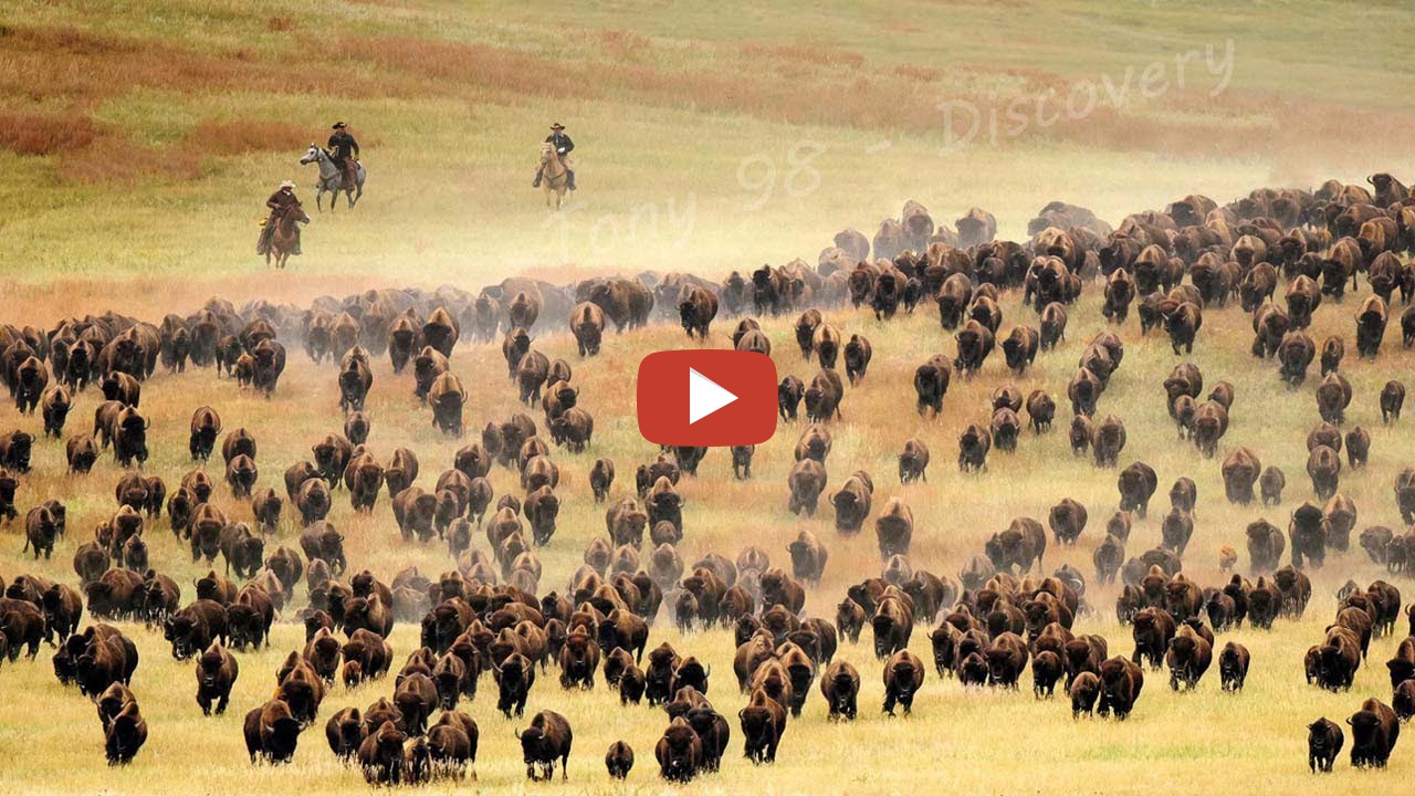 How Do American Ranchers Raise Thousands Of BISON American Farming