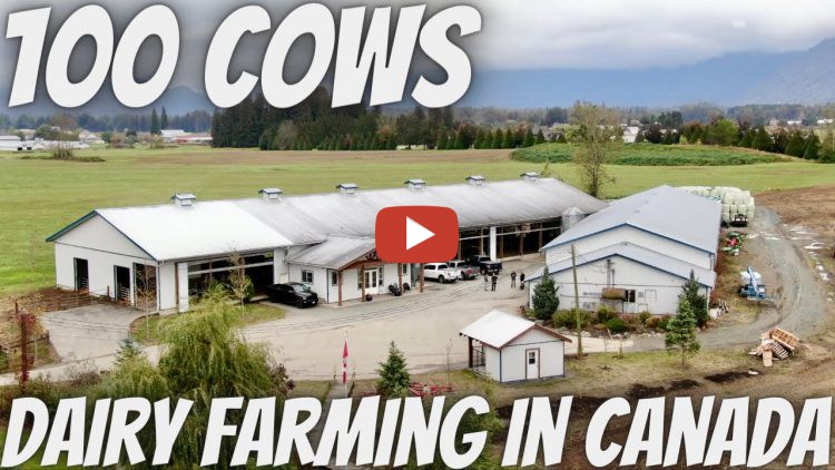 *Jan Kilstra visit a Beautiful 100 Cow Dairy Farm Located in the Fraser