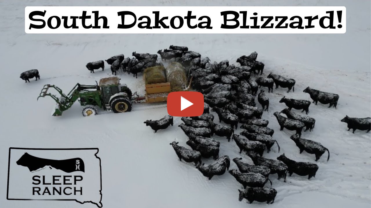 Blizzard Hits The Ranchfeeding The Cows Our Ranch Is Located In The Northern Black Hills 8298