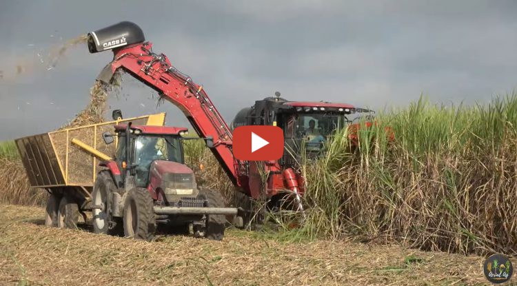 *Landry Brothers Farms running two Case 9900 cane harvesters on a foggy