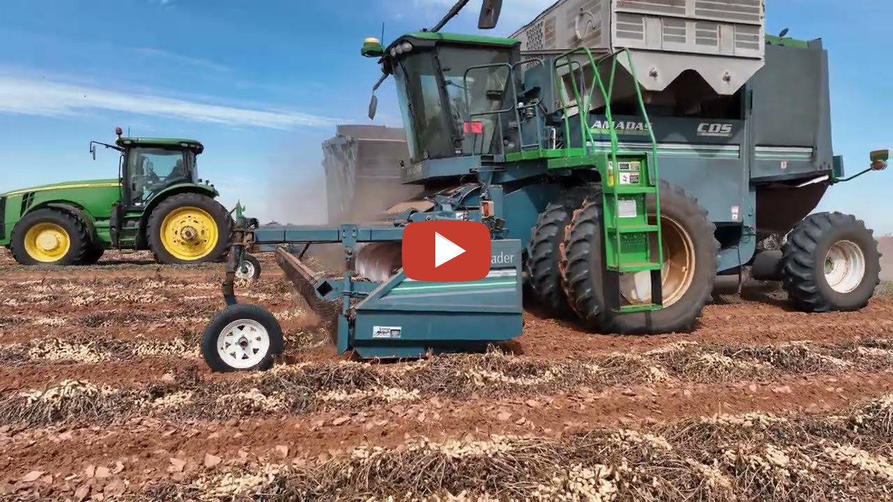 West Texas Peanut Harvest 2022 with John Deere tractor and Amadas ...