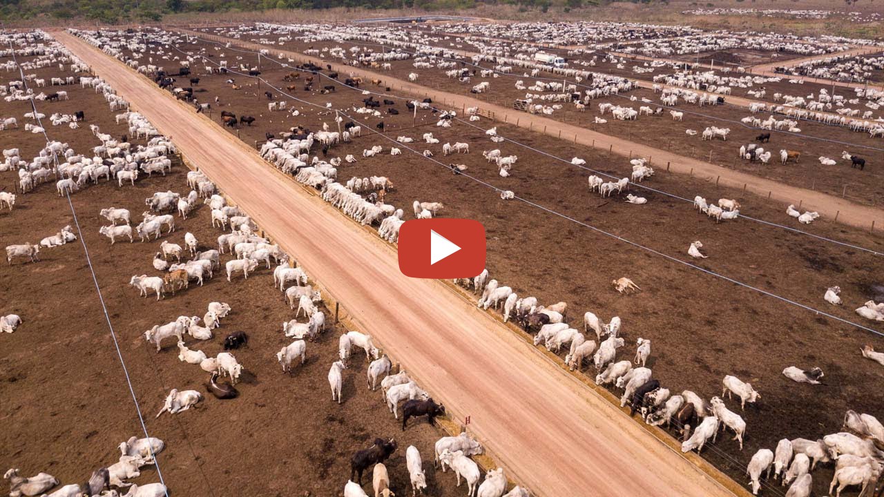 24,7 Million Cattle In Australia Are Raised This Way - Australia ...