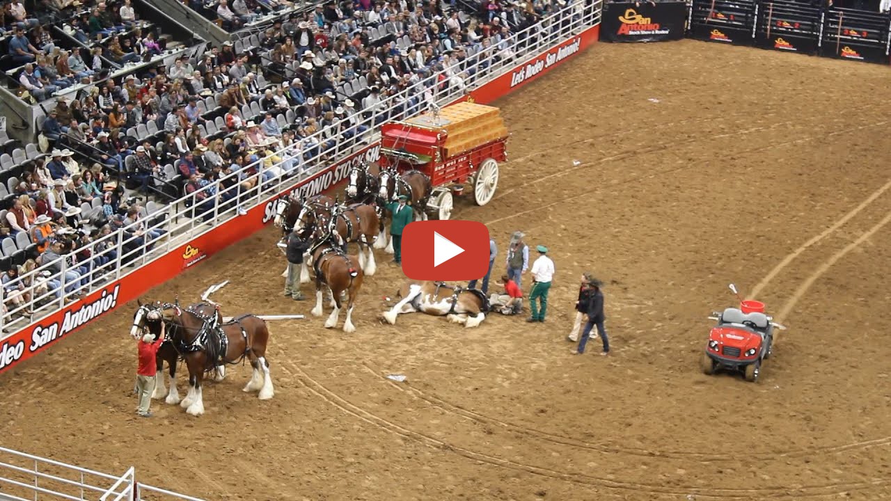 Budweiser Wagon Accident at the SA Rodeo 2023 Missed direction by the