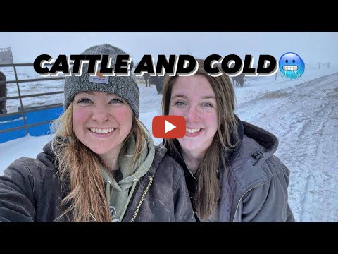 Ag with Emma -- Raising Cattle in Minnesota in the Winter! Confinement