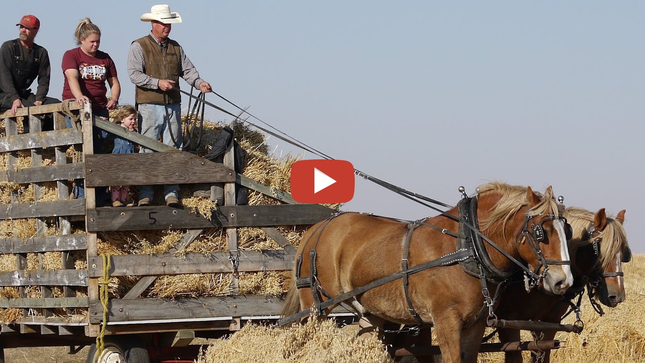 Reding Family Threshing 1910 / 2022 - The Full version of Reding Family ...