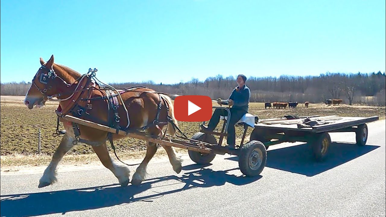 Working Horses With Jim DRAFT HORSES Special Lumber Delivery Jim