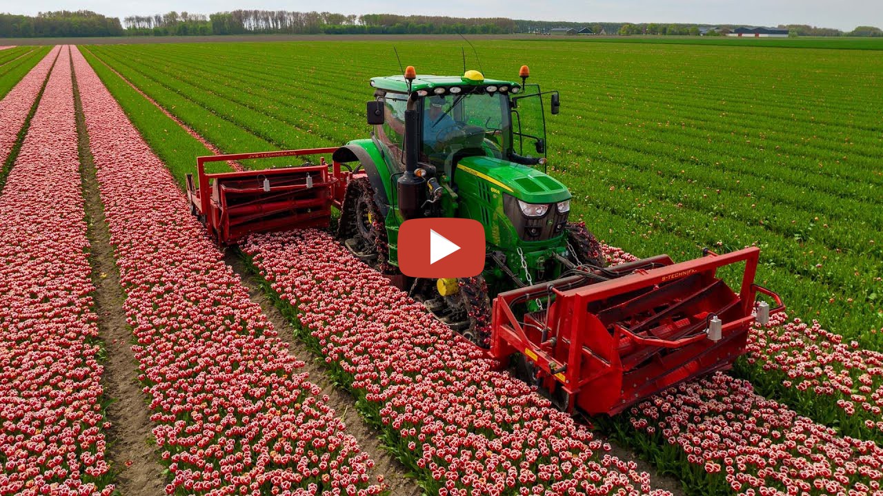 Agrifoto -- Once the tulips are in full bloom it is already time to ...
