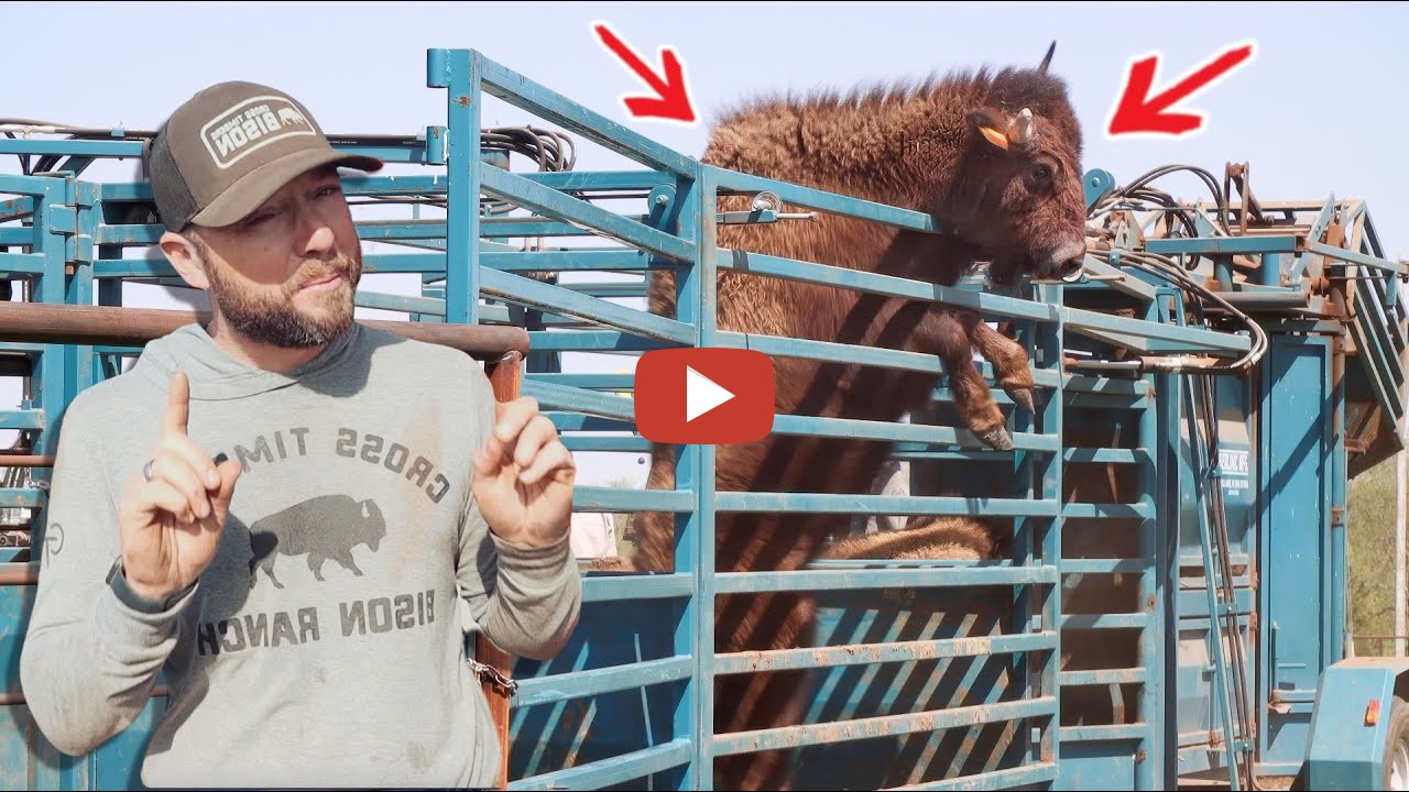 Cross Timbers Bison Working Our Largest Bison Herd Ever Special way