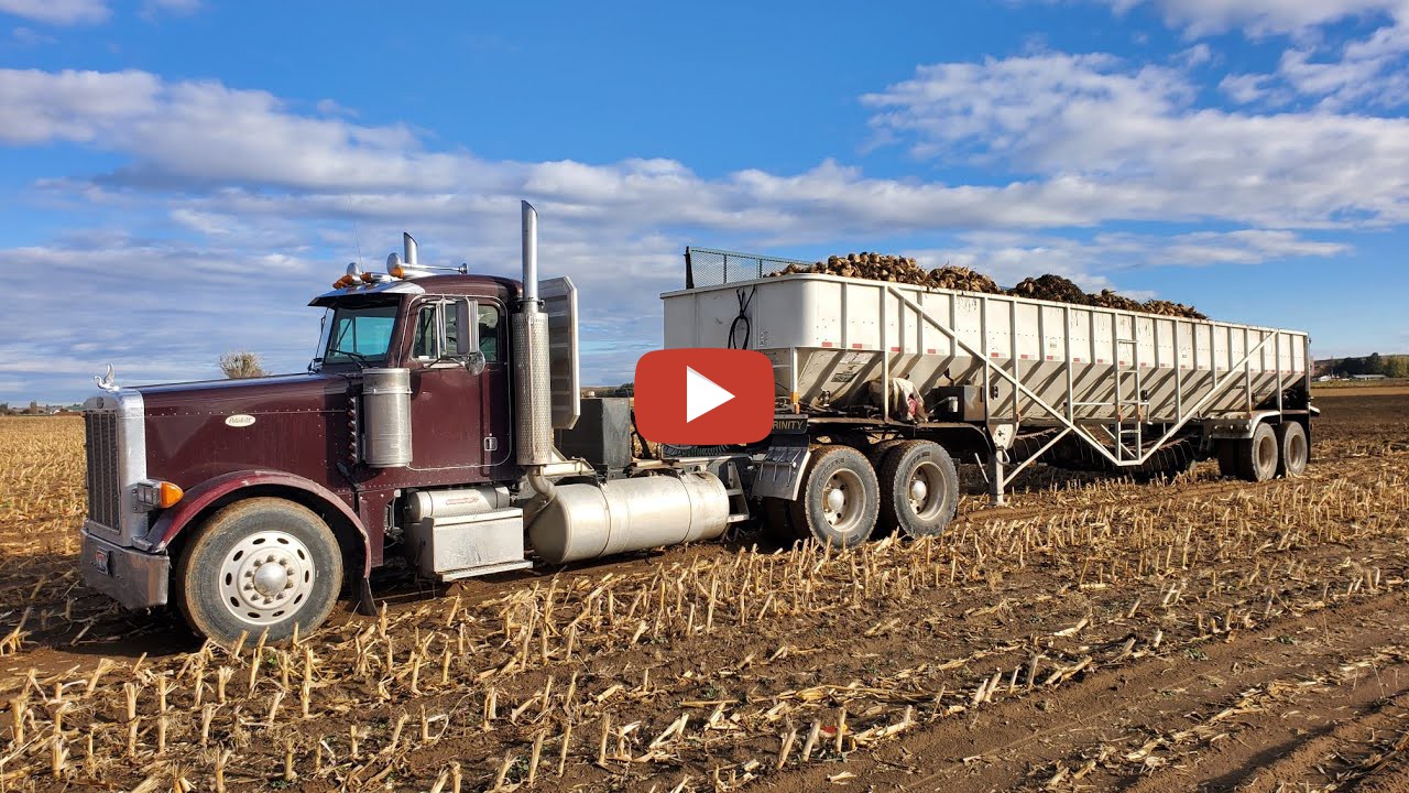 Idaho Farm Life Hauling Beets and Switching Fields Sugar Beet