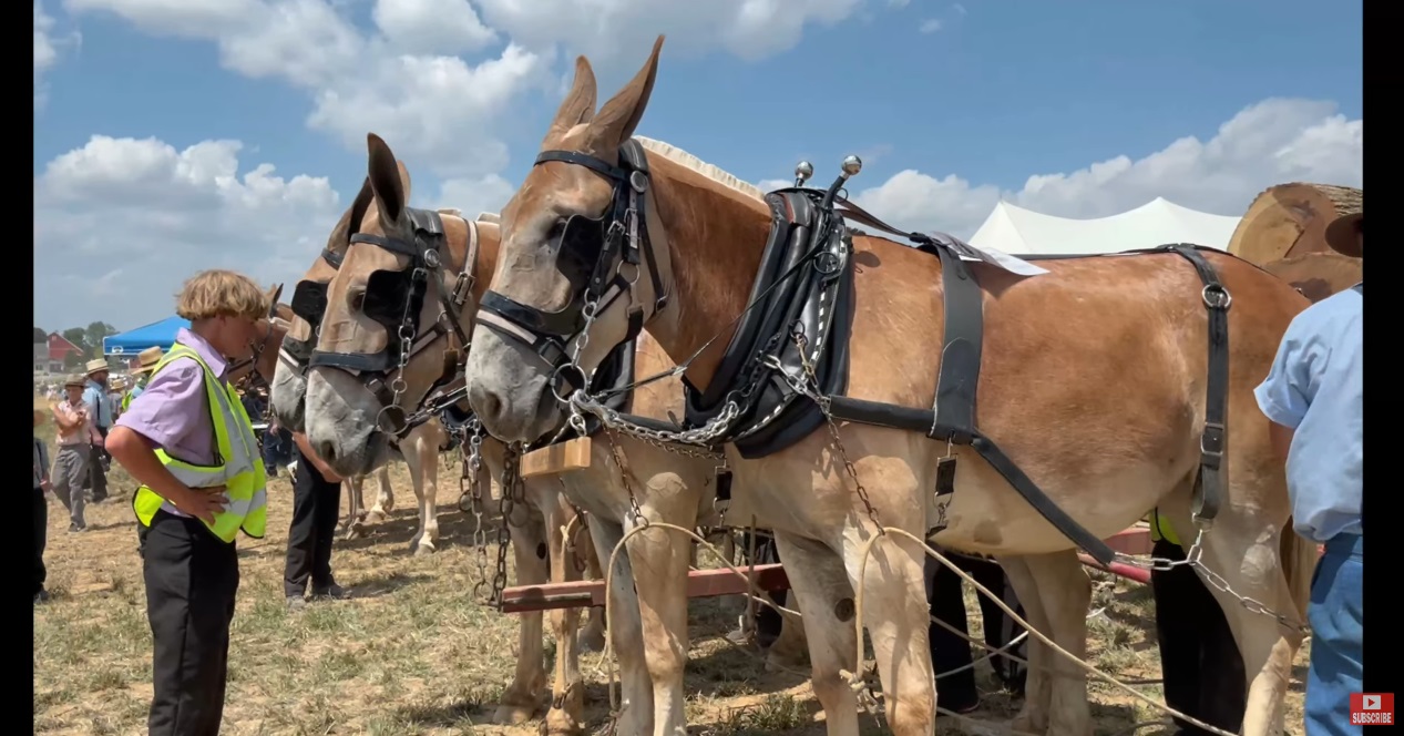 Working Horses With Jim Today we wanted to share about our last day